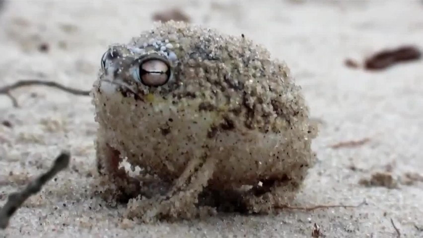 Nietypowy gatunek uznawany jest za najsłodszą żabę świata....