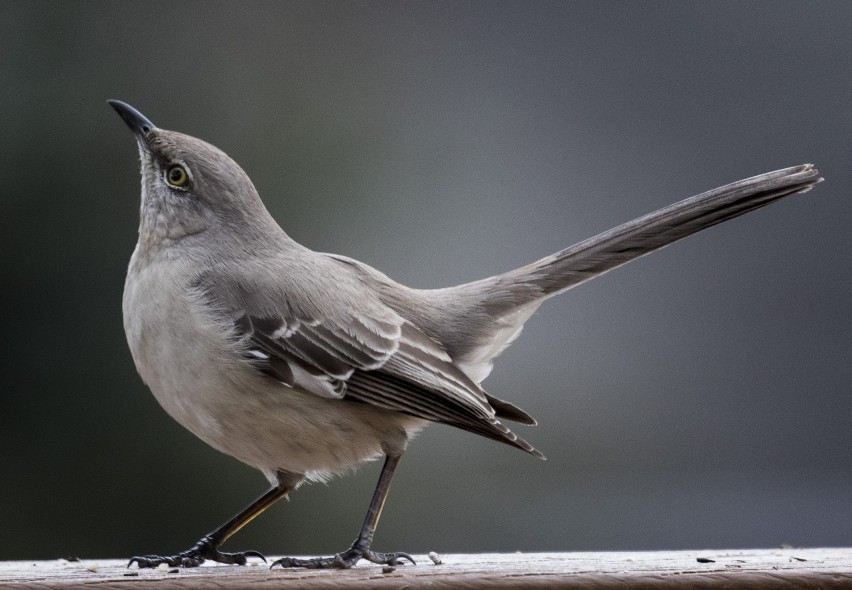 Jak wiadomo, mistrzami śpiewu wśród zwierząt są ptaki....