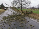 Powiat grodziski: Pięć interwencji strażaków w związku z silnym wiatrem 