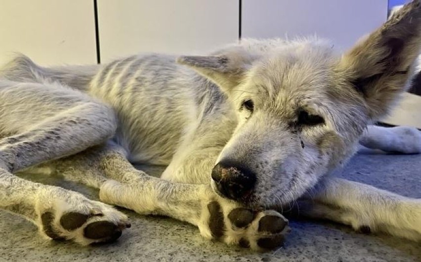 Pies odebrany lekarzom z Wałbrzycha ma 15 lat i jest chory.