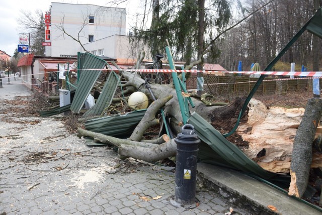 W Głuchołazach potężny buk przewrócił się na ogród restauracji Sudety, niszcząc przy okazji płot i uliczna lampę.