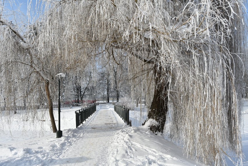 Park Miejski w Zamościu - wirtualny spacer w pierwszym dniu lutego
