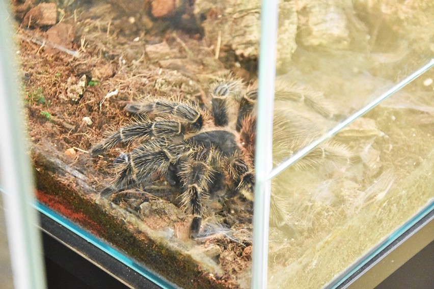 Jadowite pająki w Bierutowie. Zobacz i dotknij te wyjątkowe okazy (ZDJĘCIA, CENY)