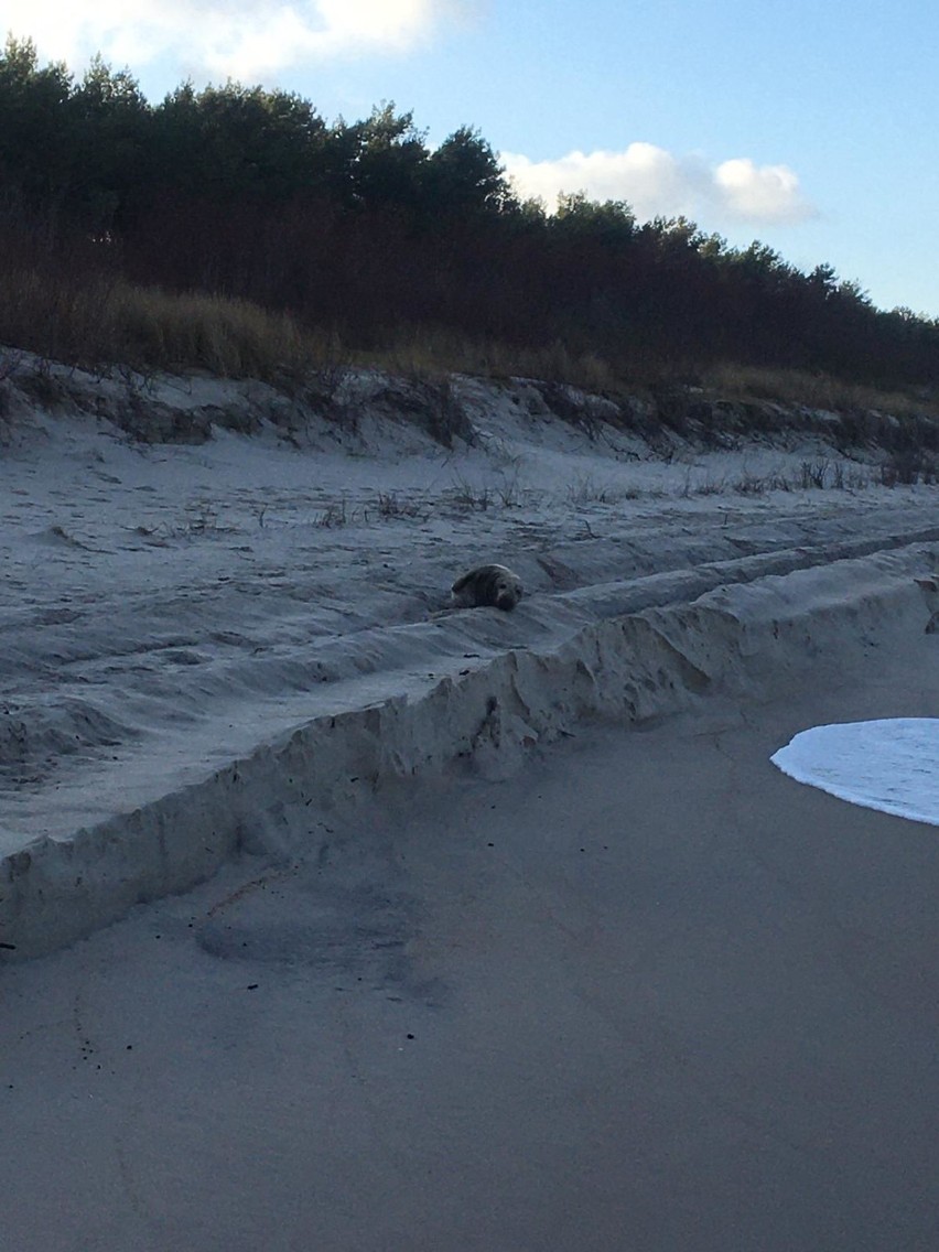 Foka na bałtyckiej plaży - Chałupy, Kuźnica (luty 2020)