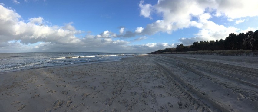 Foka na bałtyckiej plaży - Chałupy, Kuźnica (luty 2020)