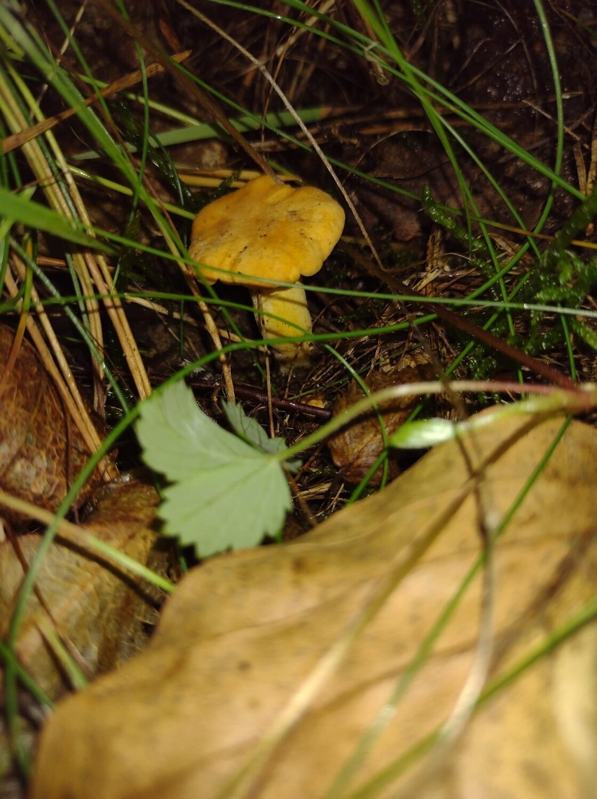 Pierwsze letnie grzyby. W lasach koło Szczecinka sypnęło kurkami. Jagody też są [zdjęcia]