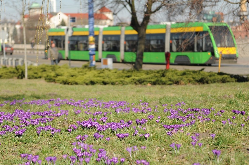W Poznaniu widać pierwsze oznaki wiosny.