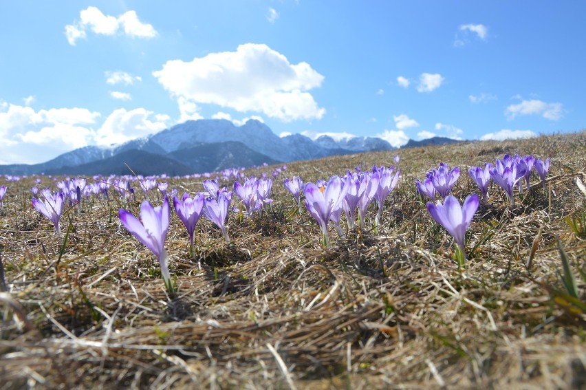 Tatry. Krokusy zakwitły w Dolinie Chochołowskiej [ZDJĘCIA]