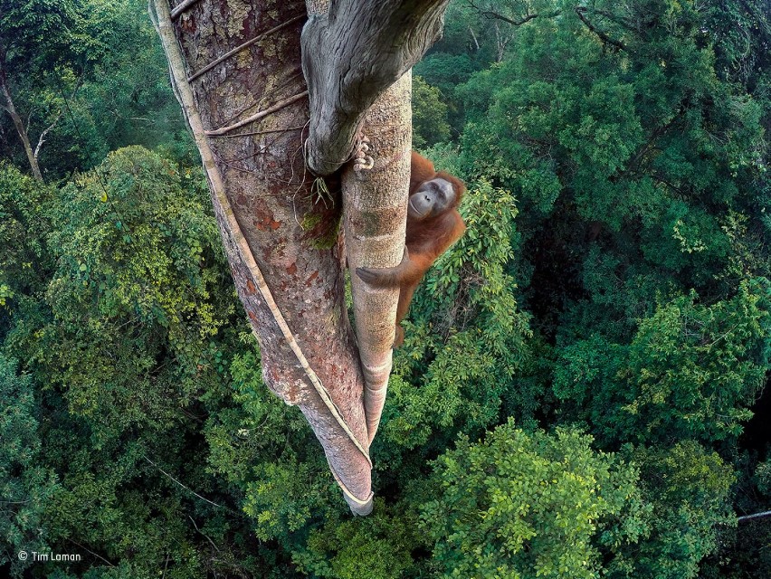 Wildlife Photographer of The Year. Jedno ze zwycięskich zdjęć