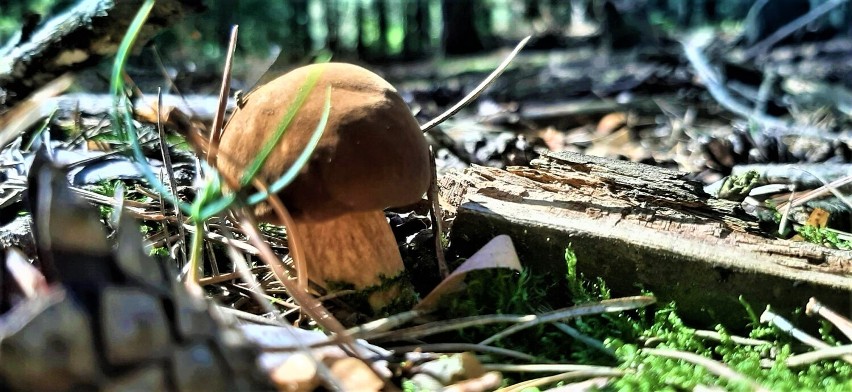 Sypnęło grzybami w lasach naszego regionu. Czekamy na zdjęcia naszych Czytelników ZDJĘCIA