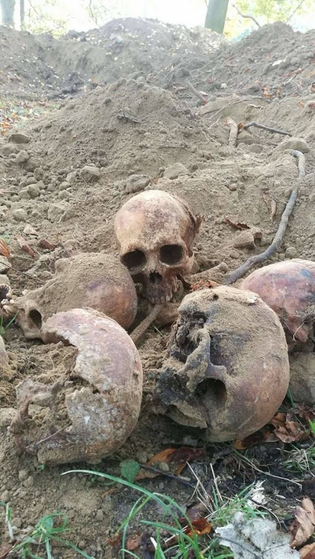 W czasie prac ziemnych w Gorzowie robotnicy natknęli się na ludzkie szczątki. Były na głębokości około dwóch metrów. Kości znaleziono w pobliżu w pobliżu starego, zapomnianego cmentarza.

Prace ziemne prowadzone są w rejonie pętli "Silwana" przy ul. Walczaka. W czwartek, 19 października, na profilu facebookowym Gorzów Wczoraj pojawiły się zdjęcia kości, które odkopano w czasie tych prac. Widzimy na nich szczątki sześciu osób. Natrafiono na nie w odległości około pięciu metrów od chodnika i 10 metrów od jezdni. Poza sześcioma czaszkami znaleziono też liczne pojedyncze kości. Ziemia prawdopodobnie skrywa w tym miejscu więcej ludzkich szczątków. Jak czytamy na profilu Gorzów Wczoraj, na głębokości około dwóch metrów widać wbite z ziemię fragmenty trumien.

Na razie nie wiadomo kim byli ludzie, których szczątki odkopano. Nie znaleziono przy nich fragmentów ubrań, ani żadnych przedmiotów. Znalezisko zostało zgłoszone odpowiednim służbom. 

Przypomnijmy, że to już nie pierwsze kości, na które natknięto się w Gorzowie. Kilka tygodni temu informowaliśmy, że  na tyłach szpitala przy ul. Walczaka odkryto zbiorowe mogiły. Znajdowały się w nich szczątki Niemców. Prawdopodobnie to żołnierze, którzy po wojnie zmarli w utworzonych w tym rejonie przez NKWD obozach jenieckich.

Zobacz też wideo: Kości w centrum Gorzowa. Pod ulicą znaleziono... kryptę!


Przeczytaj też:  Kości w centrum Gorzowa. Pod ul. Walczaka znaleziono... cmentarną kryptę! [ZDJĘCIA, WIDEO]

