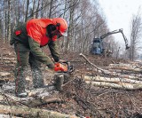 Wycinają drzewa przy Żorskiej w Rybniku [ZOBACZ FILM]