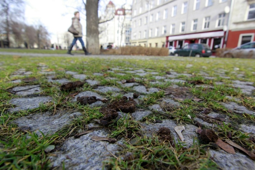 Psie kupy są problemem we wszystkich polskich miastach, nie...