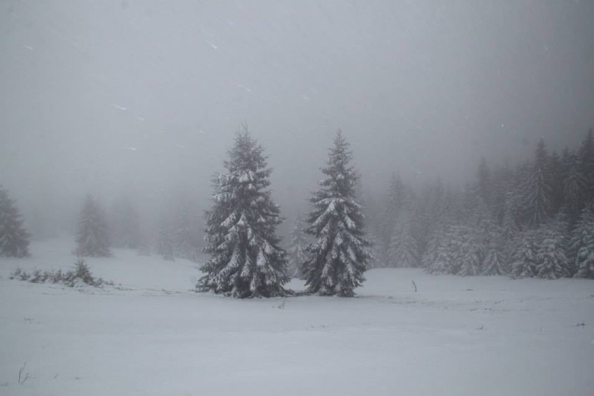 Beskid Żywiecki - okolice schroniska Rysianka