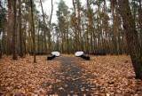 Czy nowa, ekologiczna forma pochówków, przyjmie się w Krakowie? Las Pamięci funkcjonuje już chociażby w Poznaniu