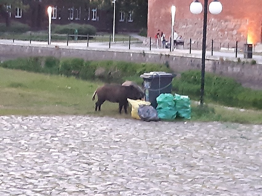 Dwa dziki pojawiły się przy pubie Chmiel Do Uwolnienia w...