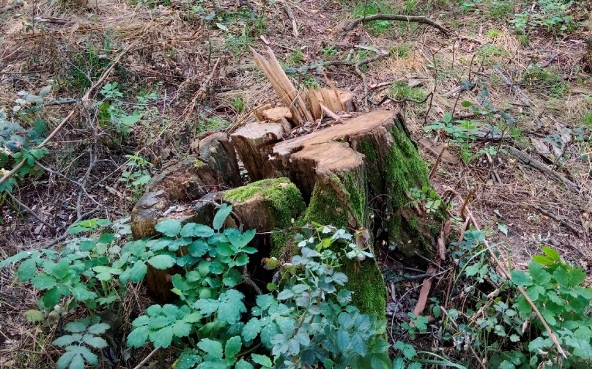 Kradli drewno z lasu w Wielkopolsce i sprzedawali je w Internecie. Duet złodziei wpadł w ręce policjantów