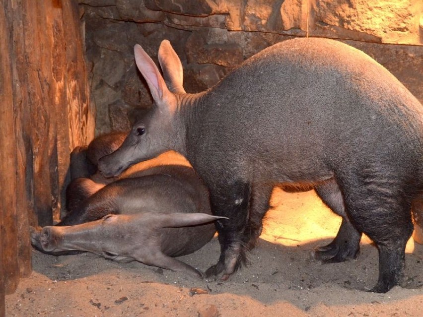 Nowe zwierzęta we wrocławskim zoo! (ZDJĘCIA)