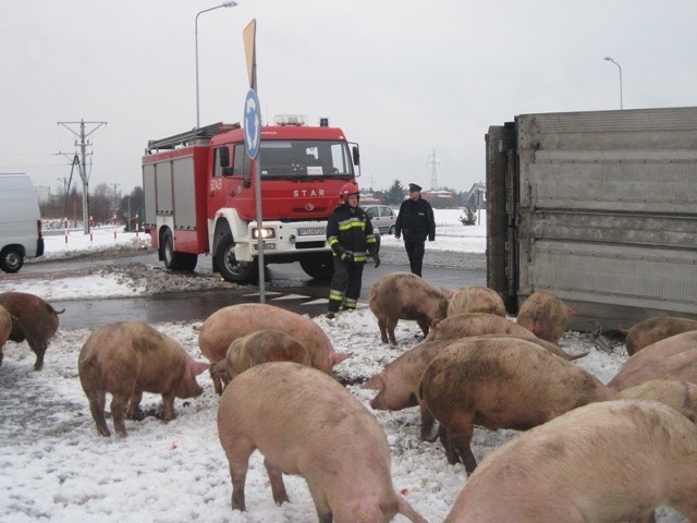 Kilkanaście świń uciekło z przewróconej ciężarówki