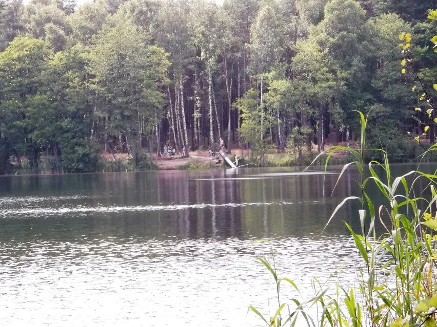 Jezioro Stobno zostało opanowane przez bobry