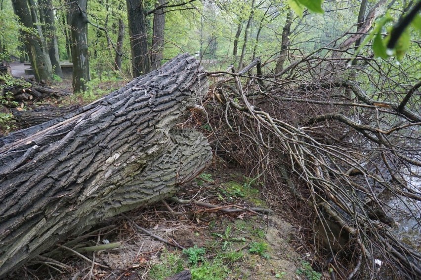 Wycinka nad Rusałką. Mieszkańcy są zbulwersowani [ZDJĘCIA]