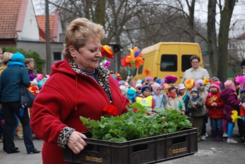 Przedszkolaki dostały pelargonie do posadzenia