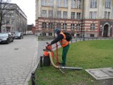 W tym roku powstaną dwa wybiegi dla psów. Mamy w mieście także specjalny odkurzacz do psich kup