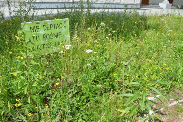 Kwietne łąki są już obecne w Stalowej Woli i jest coraz więcej takich ukwieconych miejsc w mieście