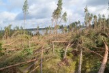 W powiecie bytowskim są pieniądze na odnowienie lasu po nawałnicy w 2017 roku