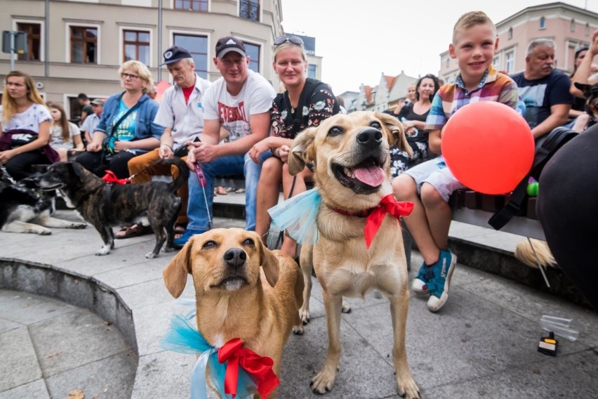 W sobotę w Bydgoszczy odbędą się PupiLove Targi. Wydarzenie...