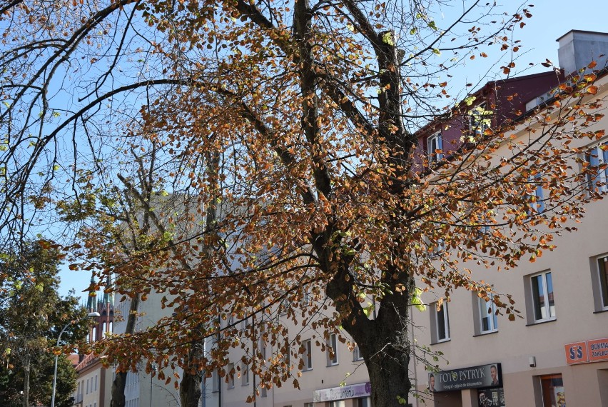 Zobacz, jak piękny jest Białystok jesienią!