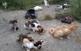 Starsza kobieta gotowała koty? Wstrząsającą historię nagłaśnia Dolnośląski Inspektorat Ochrony Zwierząt
