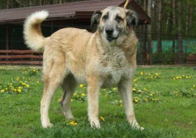 Jeden z psów wyłapanych w 2017 r. na terenie gminy Wieruszów