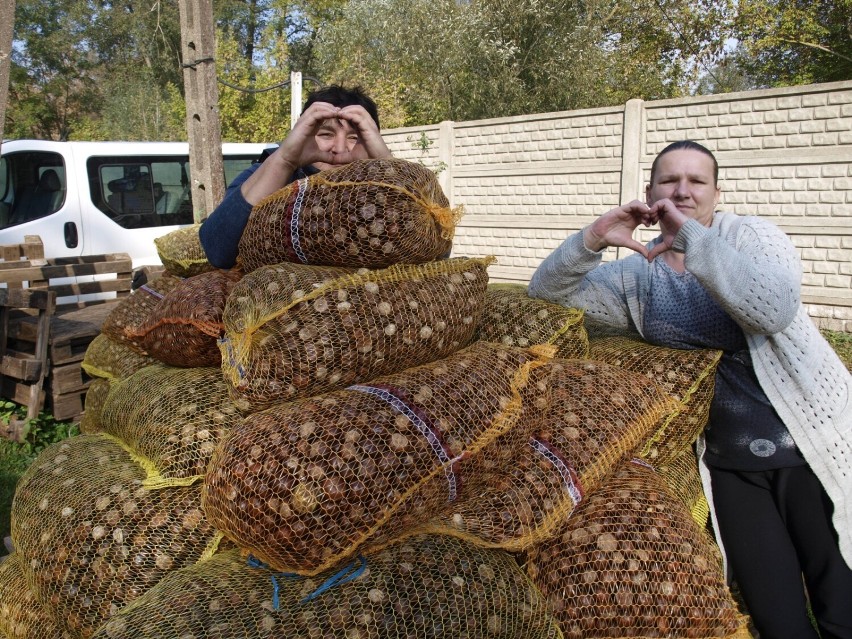 Kasztany dla Krzysia. Akcja trwa jeszcze do 25 października