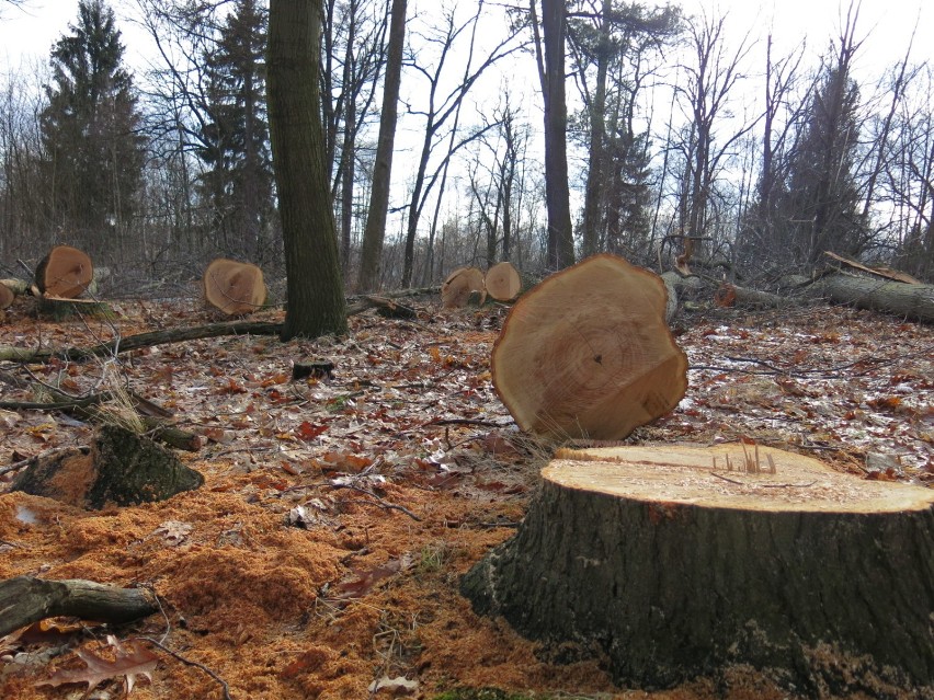 Jelenia Góra: Mieszkańcy obronili drzewa. Konserwator...