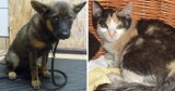 Psy i koty do adopcji z toruńskiego schroniska. Te zwierzęta czekają na nowy dom