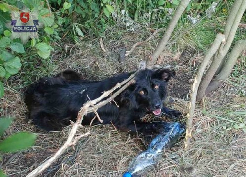 Pies przywiązany był do drzewa przez 4 dni, policja szuka jego właściciela