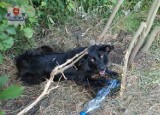 Paszki Duże. Pies przywiązany był do drzewa przez 4 dni, policja szuka jego właściciela