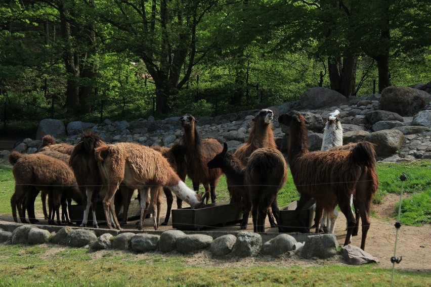 Zwierzęta w gdańskim zoo: Alpaki są odporne na mróz i wiatr [ZDJĘCIA]