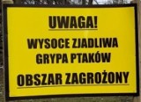 Ptasia grypa obecna jest na naszym terenie - zachowajmy zasady bezpieczeństwa