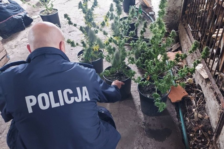 Plantacja konopi w gminie Witonia. Łęczycy policjanci...