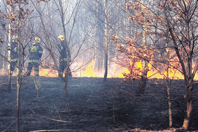 W pożarze spłonęło około 50 ha traw i przylegający do nich zagajnik.