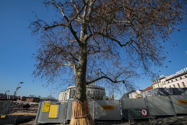 Martwimy się o platana klonolistnego – pomnik przyrody, który rośnie przy ul. Karmelickiej. Wiemy, że wykopy związane z parkingiem mają być prowadzone 15 m od korzeni drzewa, ale obawiamy się tego jak drzewo będzie traktowane na placu budowy - pisało stowarzyszenie w czerwcu 2022 r. Kluczowa dla dobrostanu drzewa ma być planowana przebudowa ul. Karmelickiej.