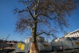 MODrzew pyta, kiedy Bydgoszcz przyjmie standardy ochrony drzew. Prace wciąż w toku