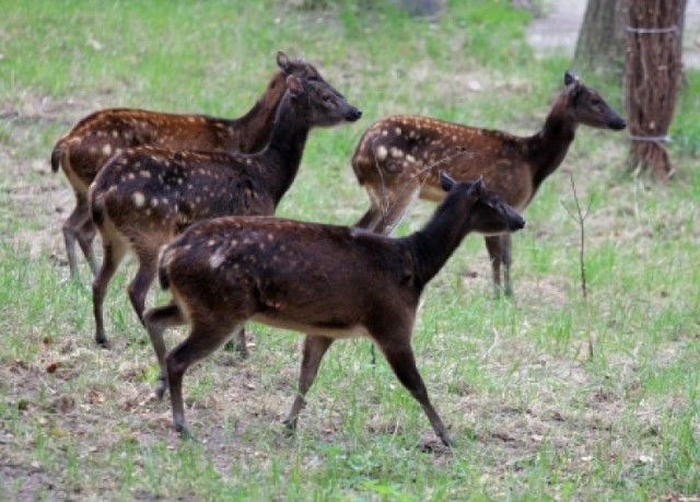 Pięć samic tego jelenia to prawdziwa rzadkość, bo to gatunek ...