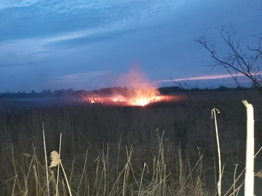 Gmina Cedry Wielkie. Strażacy gaszą pożary traw, które ktoś wznieca |ZDJĘCIA