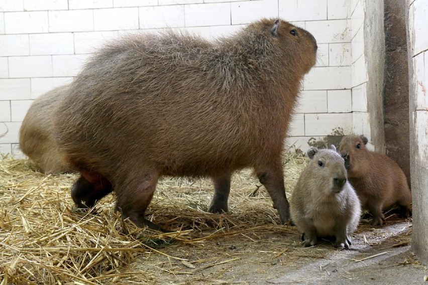 W oliwskim zoo urodziły się kapibary [ZDJĘCIA] Ojciec Bajzel, matka Ruda, a jak nazwać maluchy?