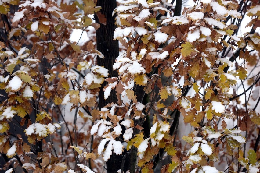 Na liściach śnieg wygląda zjawiskowo