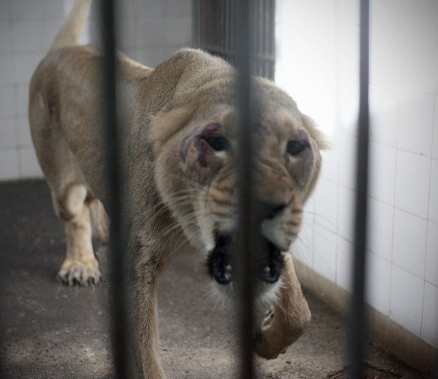 Chaya mieszka sama, ale już wkrótce dołączy do innych lwów
