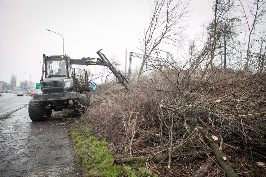 Wielu mieszkańców jest oburzonych masową wycinką drzew w...